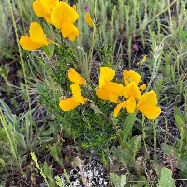 Cytisus scoparius Habitus