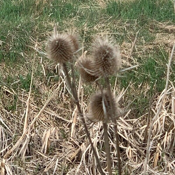 Dipsacus sativus Flor