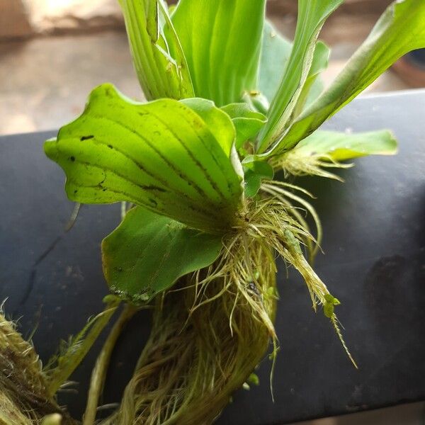 Pistia stratiotes Staniste