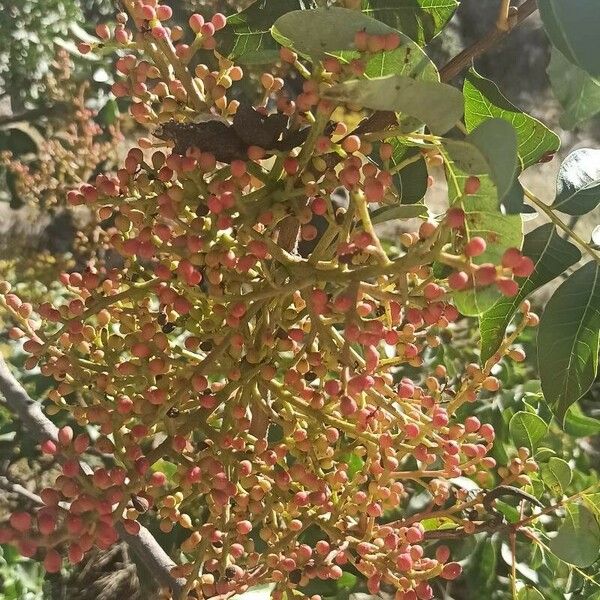 Pistacia terebinthus Fruit