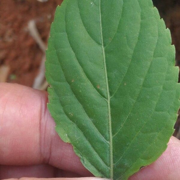 Ocimum campechianum Leaf