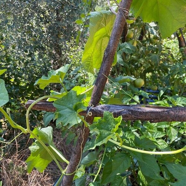 Luffa aegyptiaca Leaf