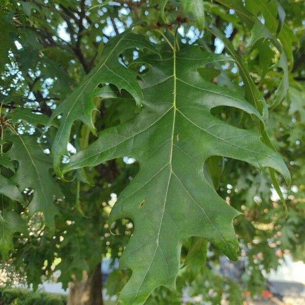 Quercus velutina Folio