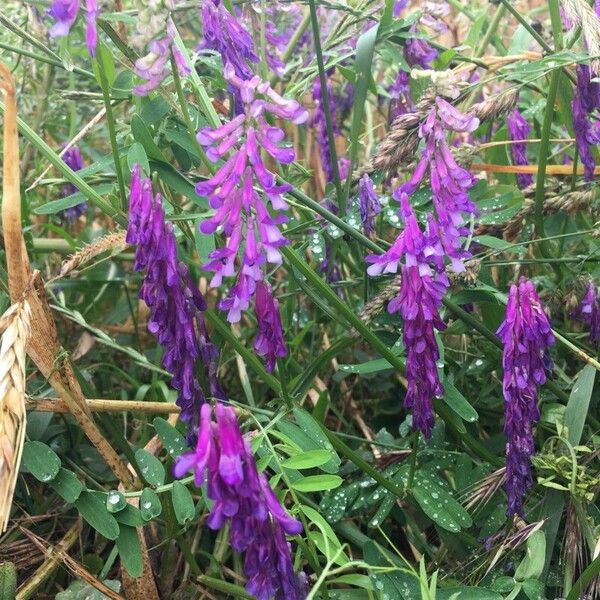 Vicia villosa Çiçek