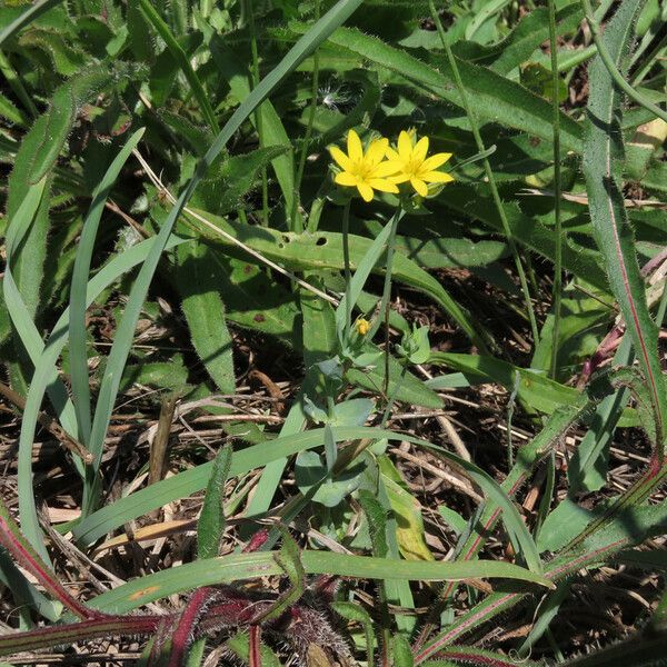 Blackstonia perfoliata Hàbitat