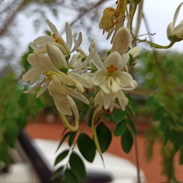 Moringa oleifera ᱵᱟᱦᱟ