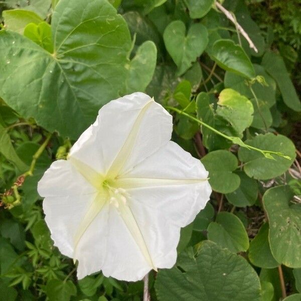 Ipomoea alba Flor