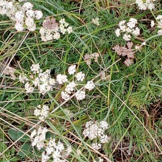 Seseli montanum Habit