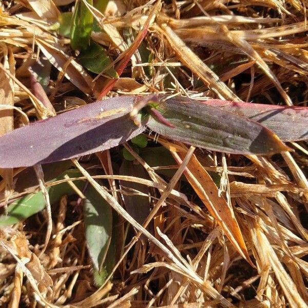 Tradescantia pallida ഇല