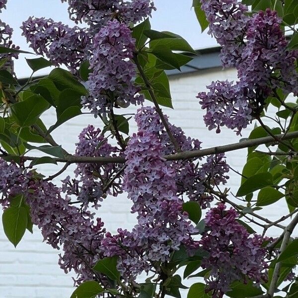 Syringa vulgaris Květ