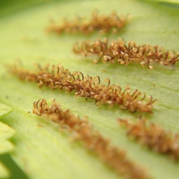 Asplenium buettneri Ліст