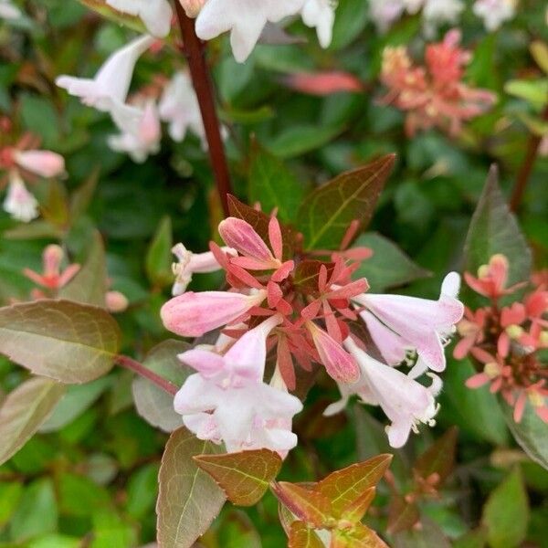 Abelia x grandiflora Flower