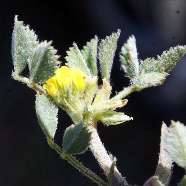 Medicago monspeliaca Květ