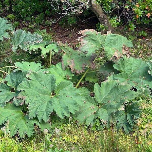 Gunnera tinctoria Fuelha