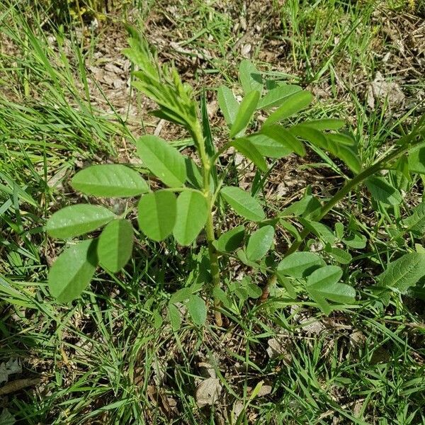 Glycyrrhiza glabra Blatt