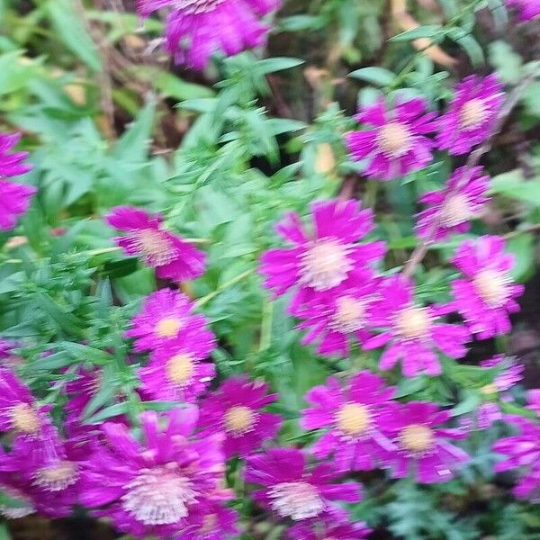 Symphyotrichum novi-belgii Flower