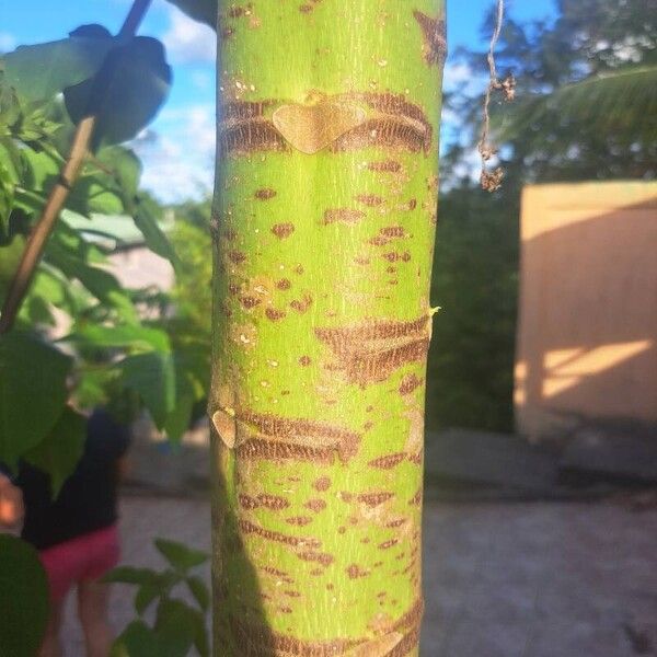 Carica papaya چھال