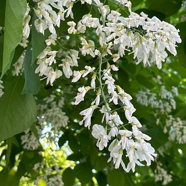 Cladrastis kentukea Blomst