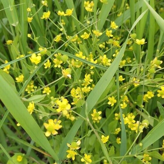 Ranunculus ophioglossifolius പുഷ്പം