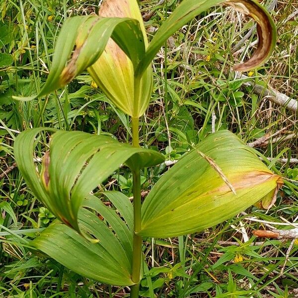 Veratrum album Habitus