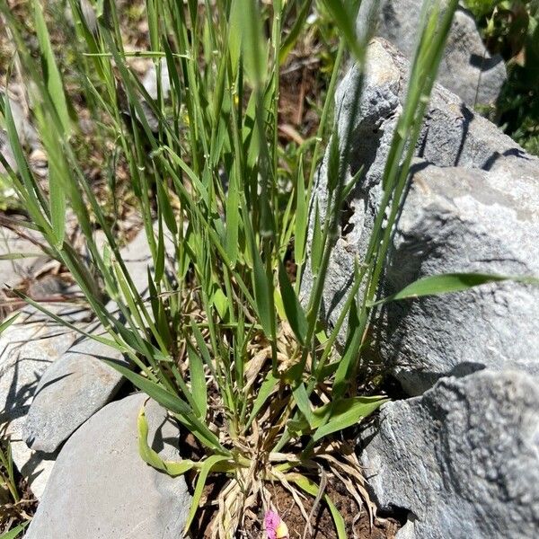 Brachypodium distachyon 叶