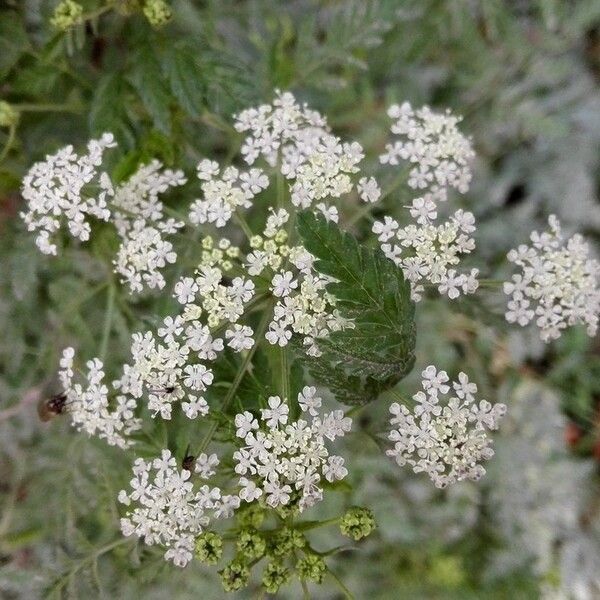 Conium maculatum Flower