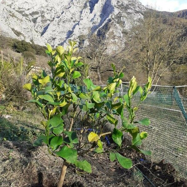 Citrus medica Hoja