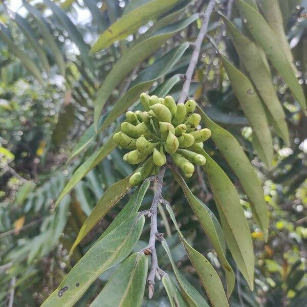 Xylopia aromatica Fruitua