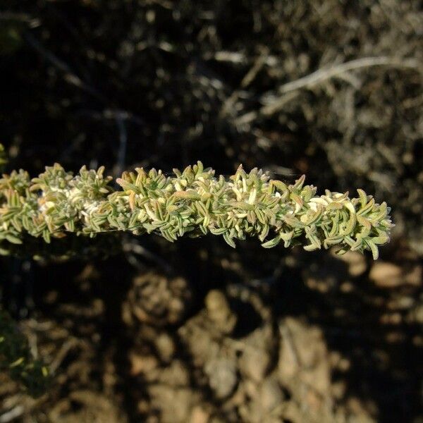 Adenocarpus viscosus Other