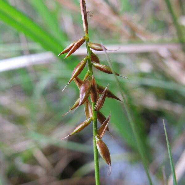 Carex pulicaris Kvet