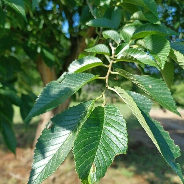 Ulmus americana Folha