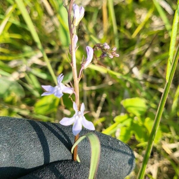 Lobelia spicata Fiore