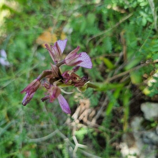 Anacamptis papilionacea Kwiat
