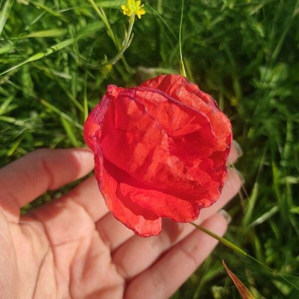 Papaver dubium Flor