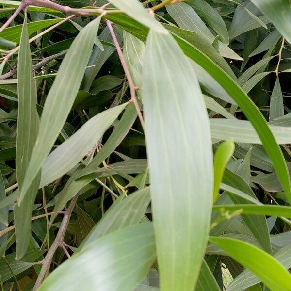 Acacia auriculiformis Folio