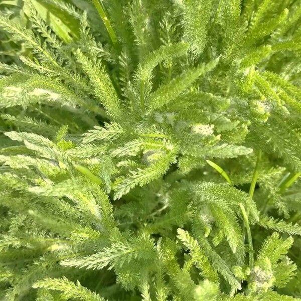 Achillea tomentosa পাতা