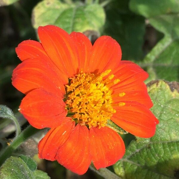 Tithonia rotundifolia Цветок