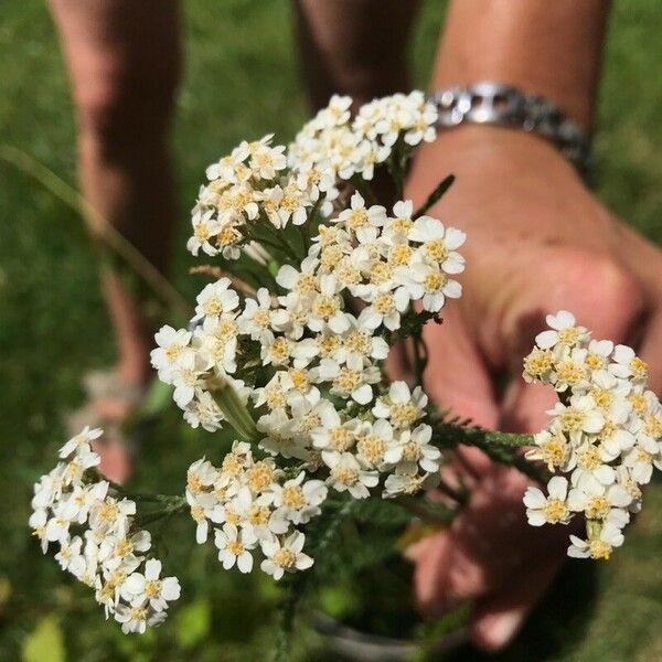 Achillea crithmifolia Flor