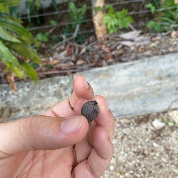 Coccoloba diversifolia Fruit