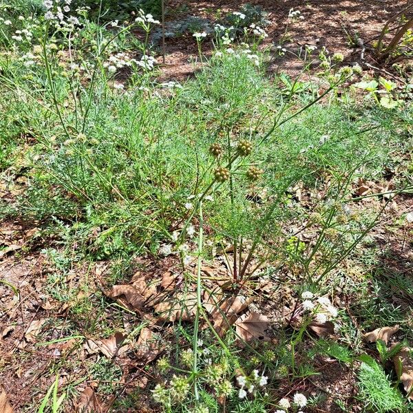 Oenanthe globulosa Plante entière