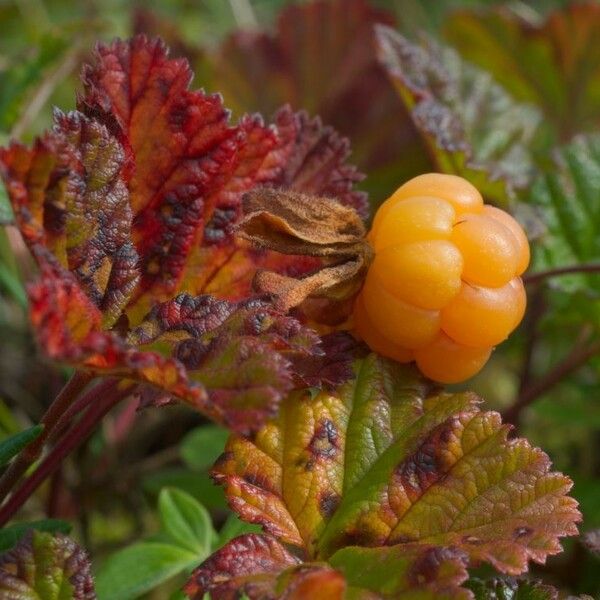 Rubus chamaemorus Hedelmä