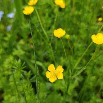 Ranunculus acris Flower