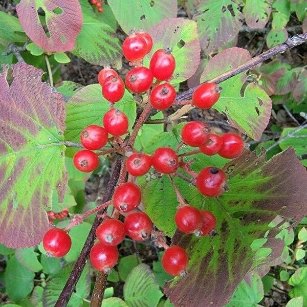 Viburnum lantanoides 果