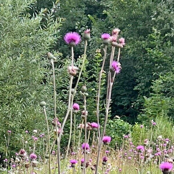 Cirsium canum फूल