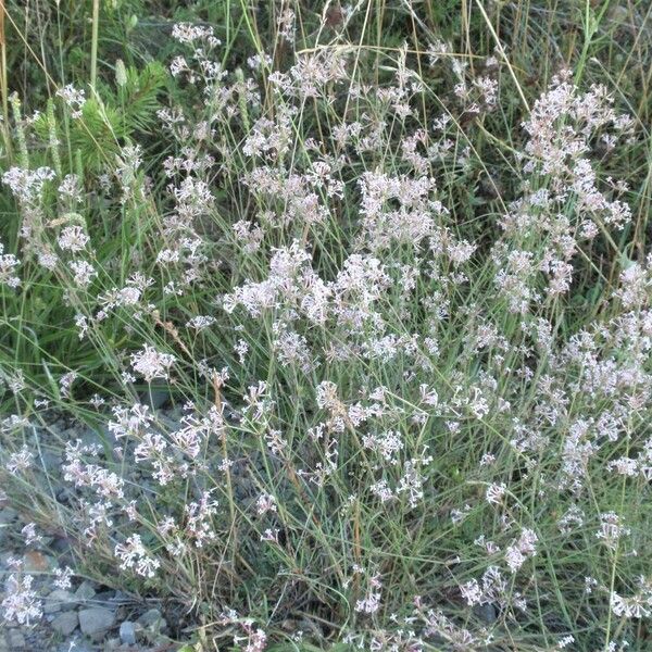 Cynanchica aristata Habit