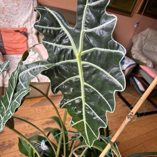 Alocasia longiloba Leaf