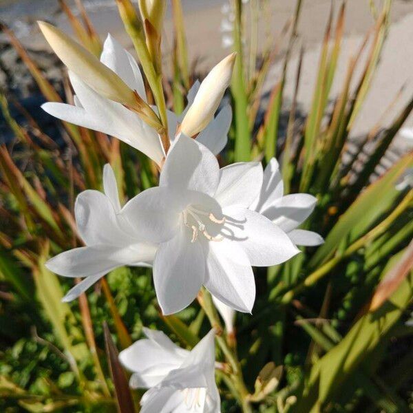 Watsonia borbonica ফুল