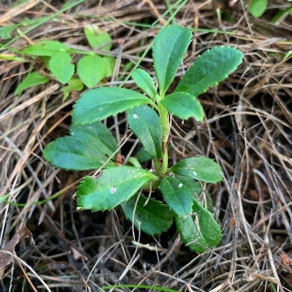 Chimaphila umbellata Floro