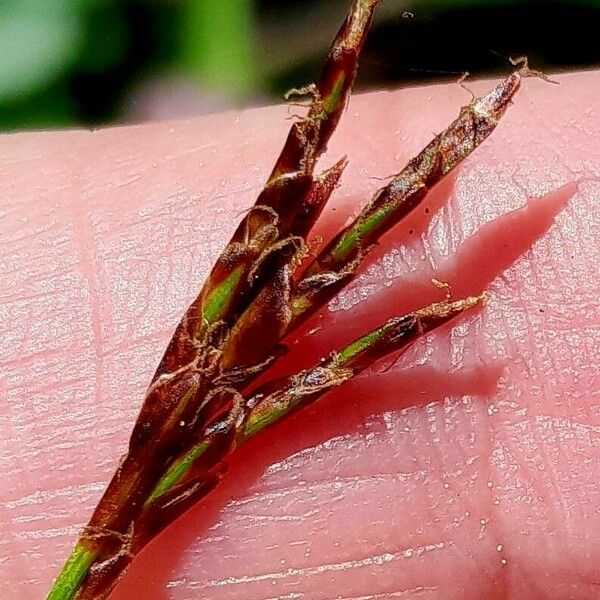 Carex digitata Цвят
