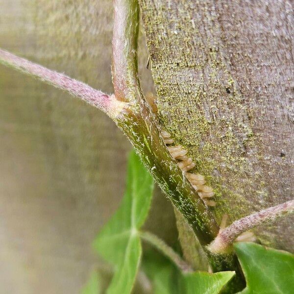 Hedera hibernica Bark